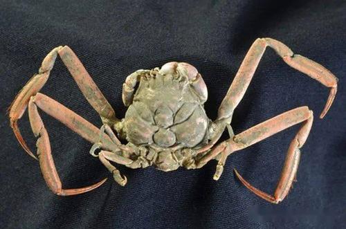 家蟹有一对螯足,四对步足,其中前两对步足瘦长,第二对步足比第一对长