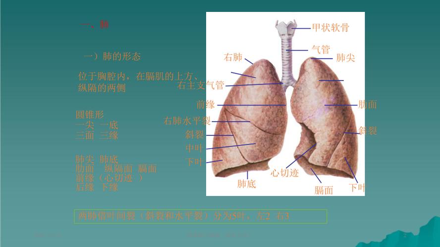 肺胸膜与纵膈(课件分享)