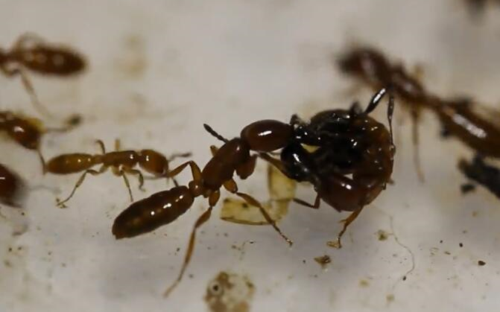 东方食植行军蚁不但无法施展联合绞杀一只中日盘腹蚁工蚁反倒殒命几只