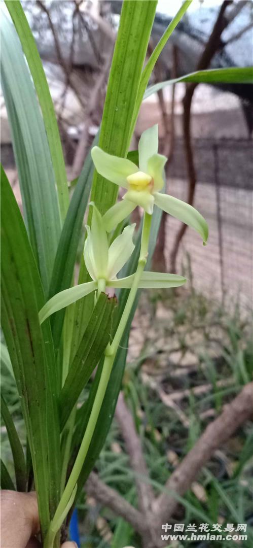 (绿桃腮素).-送春篇-中国兰花交易网社区