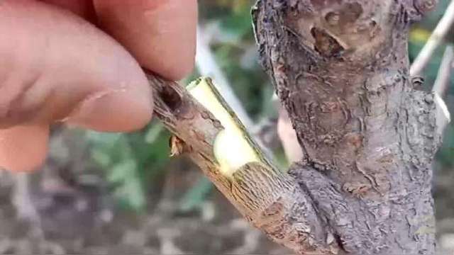 一起学习果树嫁接技术,花卉嫁接也能用到,技多不压人