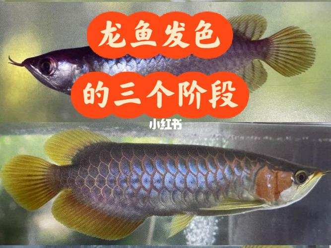 龙鱼发色的三个阶段