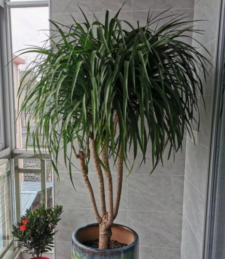 扦插龙血树,选对时间,耐住性子,一插一个准,轻松变多盆