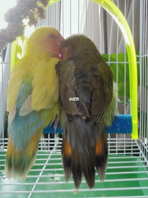 超级有爱的牡丹鹦鹉_鹦鹉_牡丹_柚子_黄桃_宠物_宠物