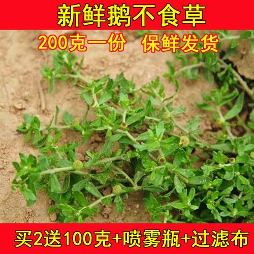 鹅仔不食草新鲜纯天然正宗鹅不食草汁滴中药材200g食胡荽干品另售
