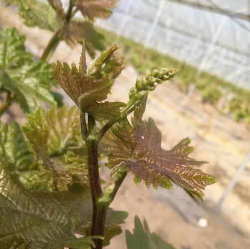 影响葡萄花芽分化的主要原因有哪些?如何才促使葡萄更