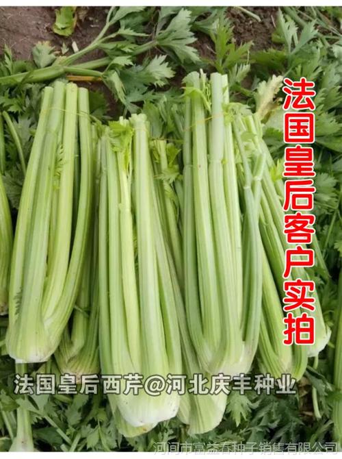 法国tezier 原装进口西芹种子 皇后西芹菜大棵芹菜耐低温高温100g