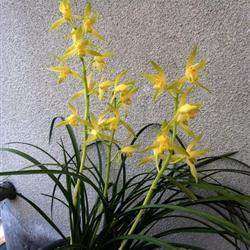 蕙兰黄花素(带花现分)子母草