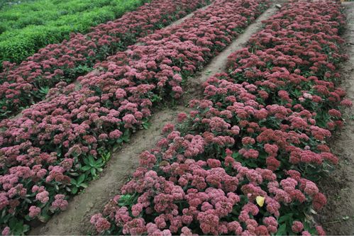 八宝景天 供应批发