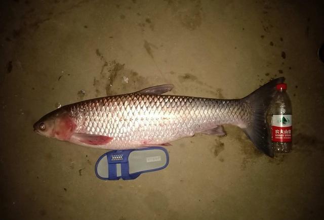 军鱼?株洲钓鱼人,湘江遭遇"红眼鱼群",非常像军鱼