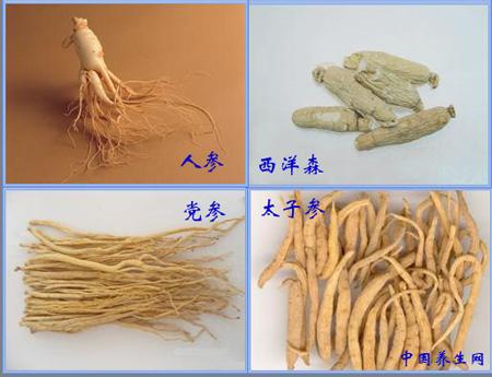 花旗参和西洋参的区别