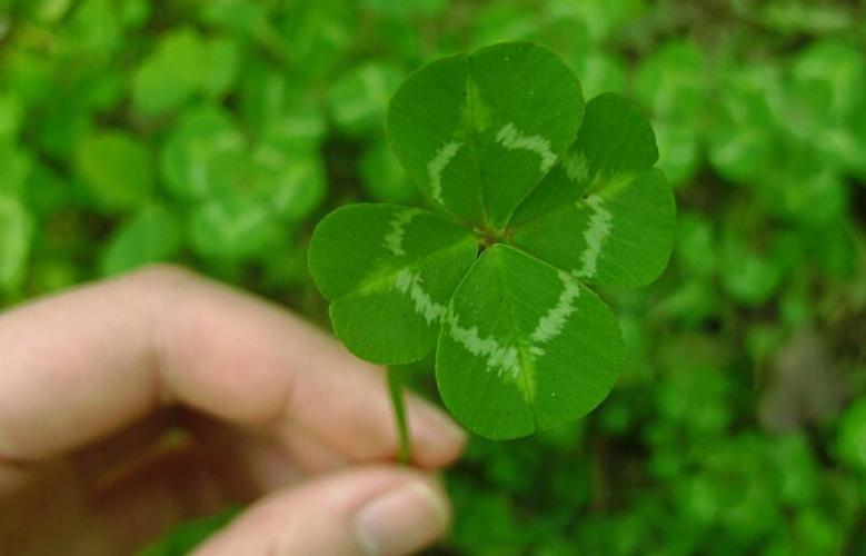 描写四叶草的优美句子 描写四叶草的优美的文段