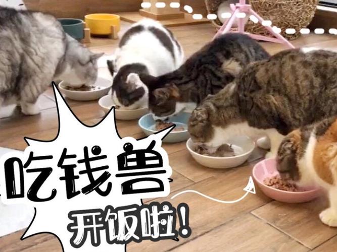 李喜猫的直播:坐拥16只猫的我开播啦,约起来!#猫在一起过鼠年