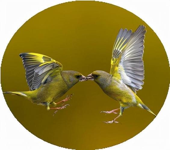 微信头像,精美壁纸,可爱的小鸟图片,足有10张