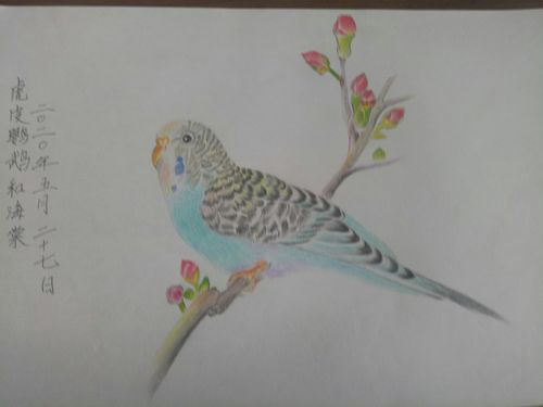 虎皮鹦鹉和海棠花