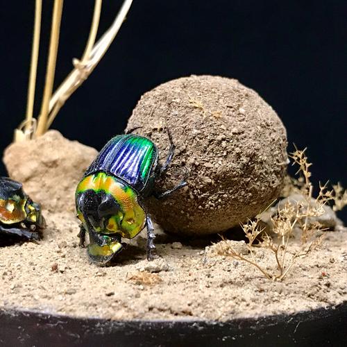 砥砺前行——彩虹帝王蜣螂