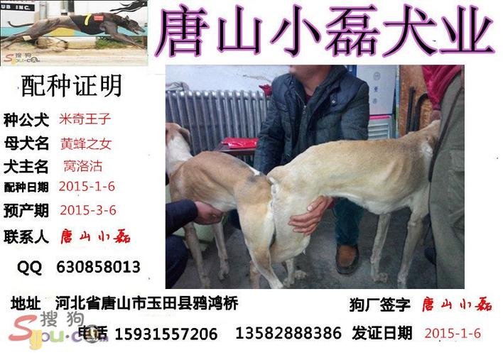 惠比特种公【米奇王子】配种专用贴