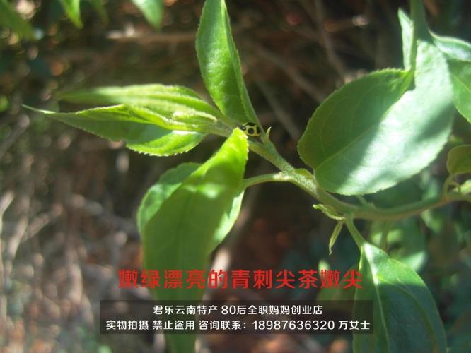 热卖云南文山野生青刺尖茶500g 清热祛火凉血收敛 农家自制不满意包退
