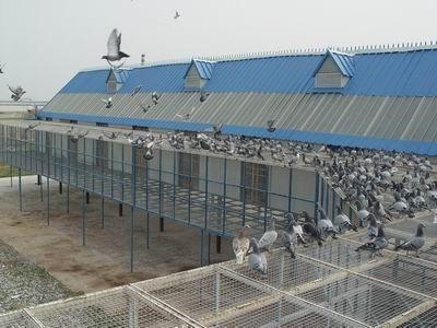 〈原创〉06年第一届tv赛鸽公棚《鸽舍》《赛鸽》图片2