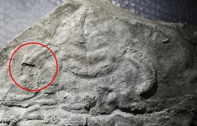 该化石属于一种早已灭绝的三叶虫,其古老的眼睛形态在今天的许多动物