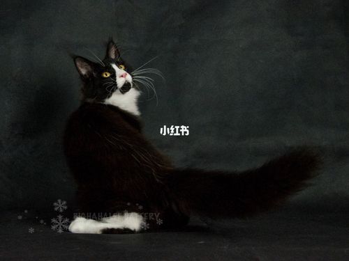 黑白色缅因猫_黑白色_北京自由行热门攻略_披风_枕头