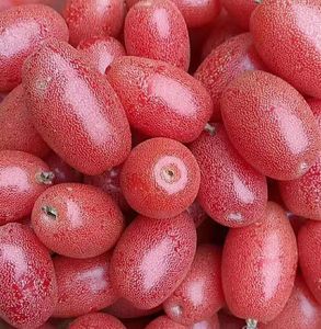 云南特产水果野生