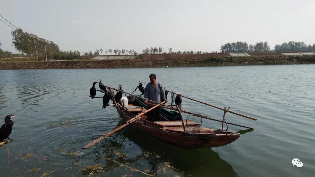鸬鹚捕鱼:古运河上传承千年的技艺