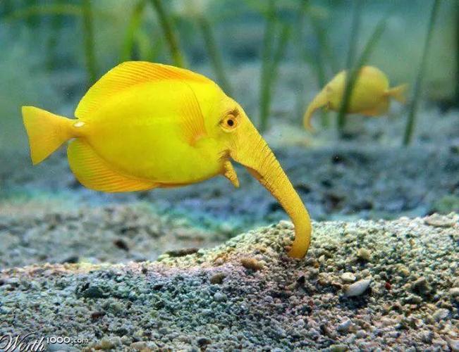 你知道这是什么动物?实在太吓人了!