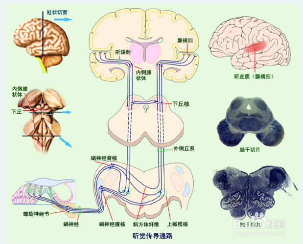 听觉传导电动模型的听觉传导通路