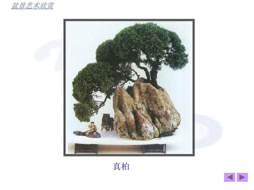 盆景艺术欣赏ppt