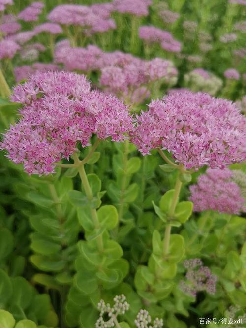 八宝景天聚伞花,宛如星灿落篱笆