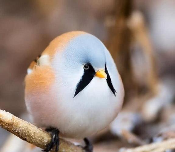 这些"胖球"小动物们,太可爱了,真想把他们都抱回家