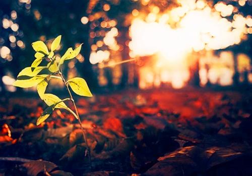 清新日出封面背景_清晨的一缕阳光