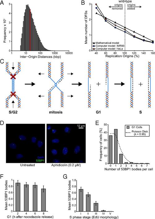 unreplicated dna remaining from unperturbed s phases passes