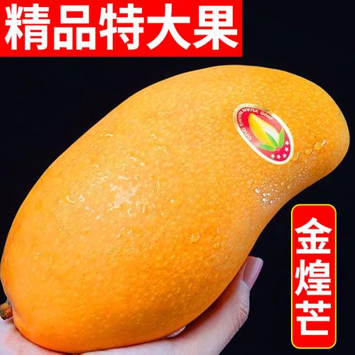 张小壮金煌芒大芒果青芒一级香芒单果350g600g新鲜水果产地直发45斤