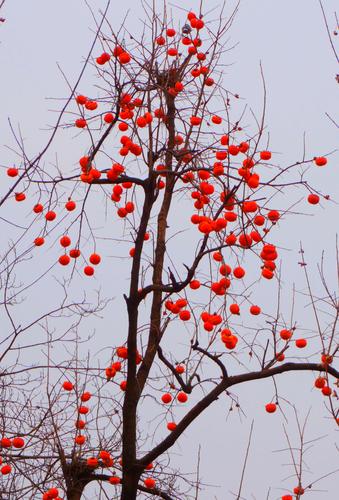 挂满红柿子的柿子树