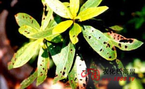 杜鹃花褐斑病防治方法