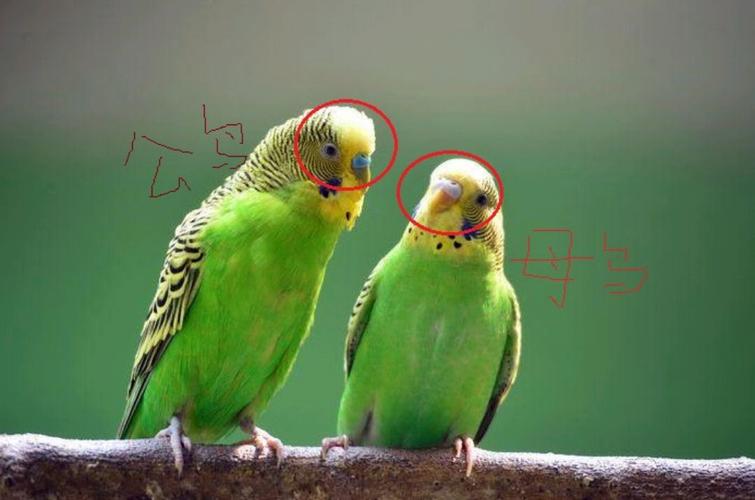 虎皮鹦鹉怎么区分公母?