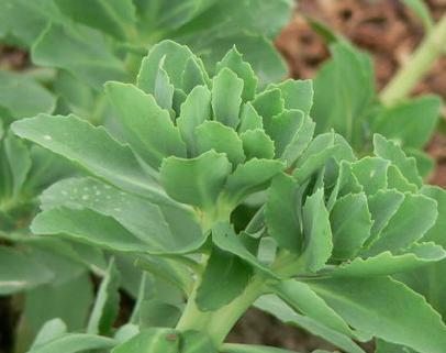 三七是什么植物