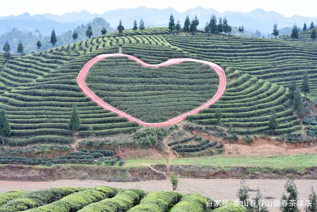 贵州省遵义市凤冈县何坝镇水河村,知青茶山风光