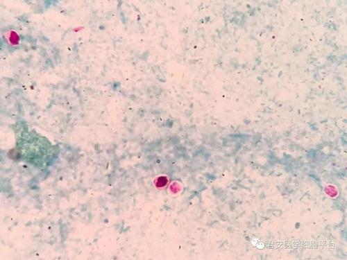 看图识细胞(第2期)寄生虫篇