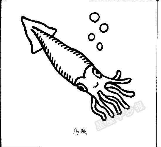 乌贼简笔画简单画法