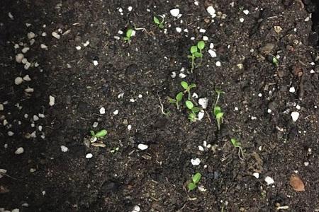 报春花如何播种