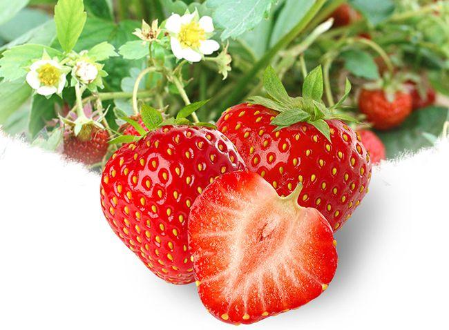24种常见草莓品种,中国20大草莓产地?哪里的草莓最好吃?