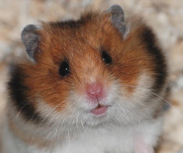 金丝熊品种图片介绍_金丝熊怎么养 - 我爱仓鼠网