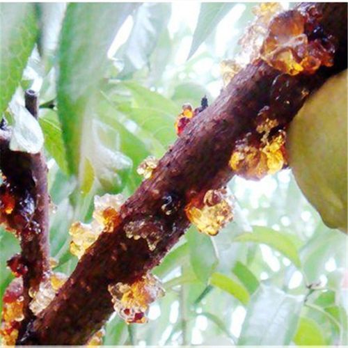 桃胶食用 限时特卖