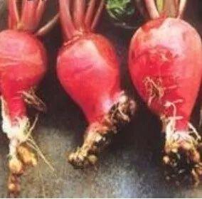 植保链『Φ纳锓乐谓饩龇桨刚饬礁鲆┥奔宦碇恍