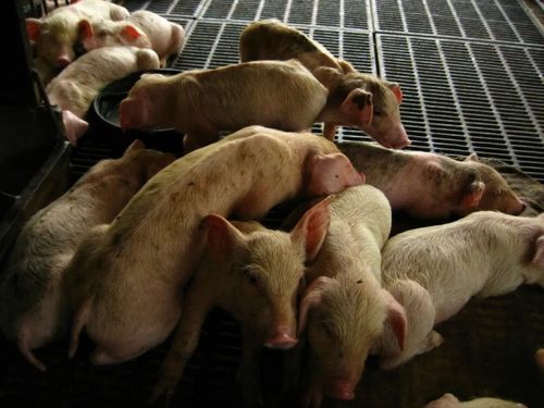 很多应激因素而引起应激反应,应激因素可刺激机体分泌肾上腺皮质激素