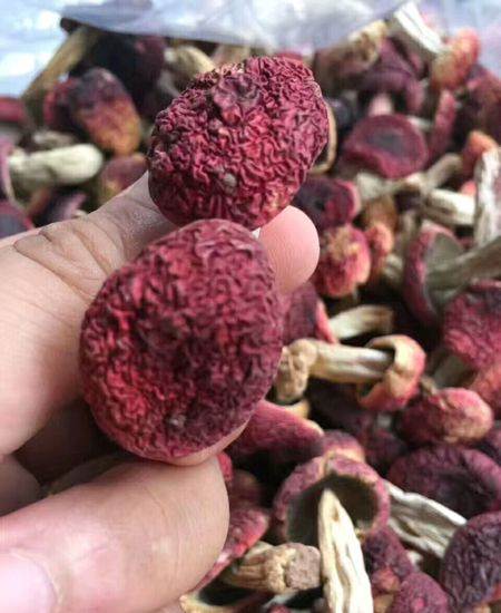 新菇就是香,欢迎来砸单,红菇500g 488元超实惠—莆田
