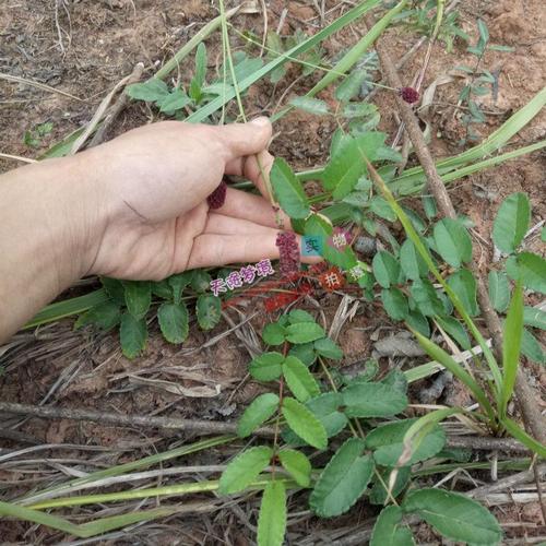 野生地榆 赤地榆根 红地榆 地榆鲜根 新鲜地榆 药材500克 生地榆
